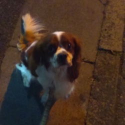 オスワリ！ﾋﾞｼｨ！！