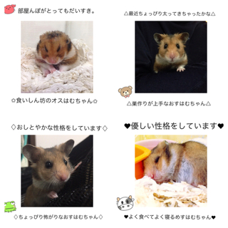 ハムスター里親募集