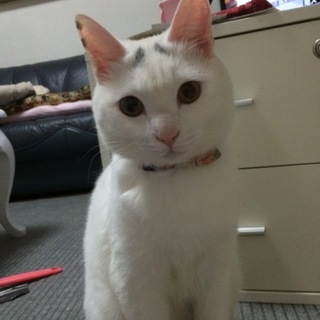 10ヶ月の女の子『ニコちゃん』