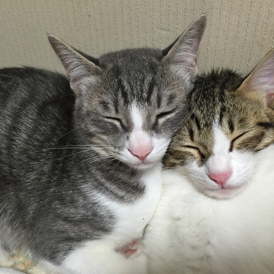さらのカバー写真