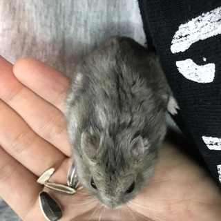 ジャンガリアンハムスター(サファイア♂1匹♀1匹)