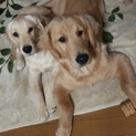 ゴールデンレトリバー里親さん募集してます