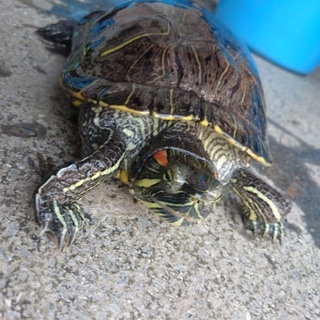 ミシシッピアカミミガメ4