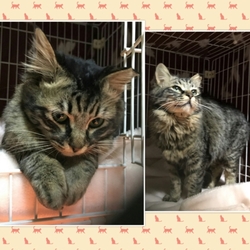 神戸 北区民センター猫の譲渡会