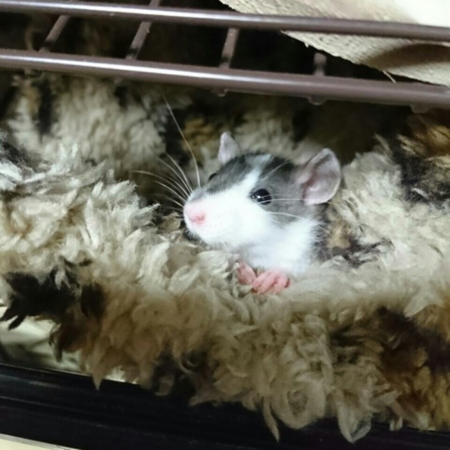 はーたんっのカバー写真