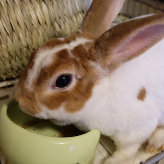 ミニレッキス里親募集