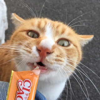 大きくて超甘えん坊のスリゴロ茶シロ男子とらきち♡