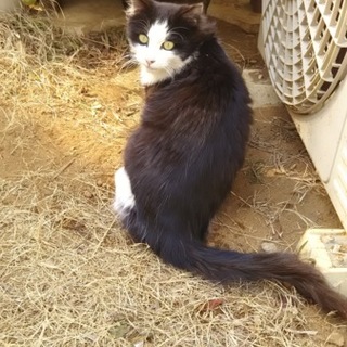 白黒ツートンの人なつっこいオスネコ
