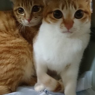 茶トラ茶白姉妹とてもキュートな二匹です