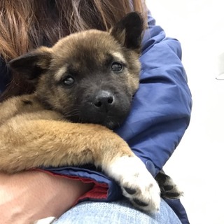 保健所保護犬 里親募集