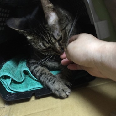 預かり猫さん。単身女性が単独飼育で飼育したので猫嫌い！