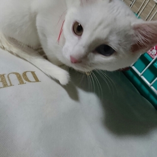 オッドアイの女の子