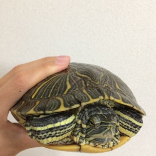 ミシシッピアカミミガメ（オス）里親募集