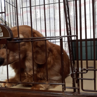 ちょっぴり太めのダックス