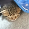 しんじょう君