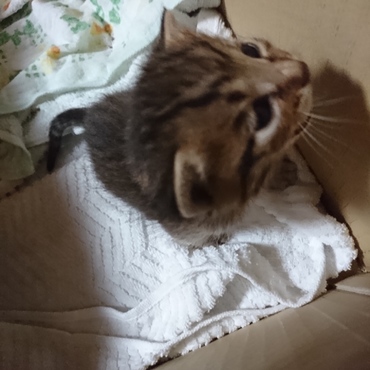 どなたかこの子をもらってください(´；ω；`)