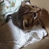 どなたかこの子をもらってください(´；ω；`)