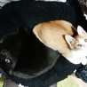 家族が増えた