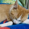 とにかく眠い