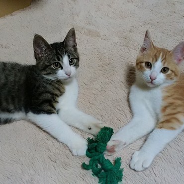 はー疲れた