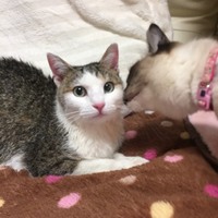 ミミ
