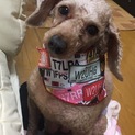 人慣れした男の子です