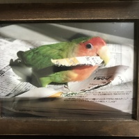 ピピ