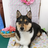 みく