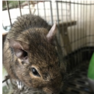 デグー里親募集