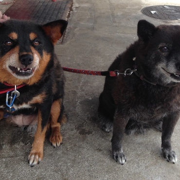 ムー(左:娘) クロ(右:母)