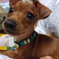 シュミット･ダニエル