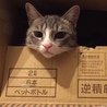 の写真