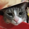 の写真