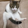の写真