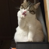 の写真