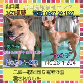 2匹一緒に収容されました。