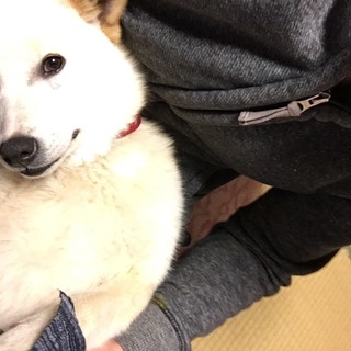 まるちゃん三重のO様宅でのびのび幸せです