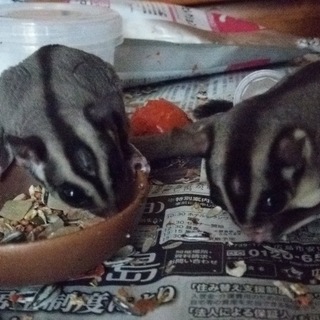 【広島】モモンガ♂2匹【里親募集】