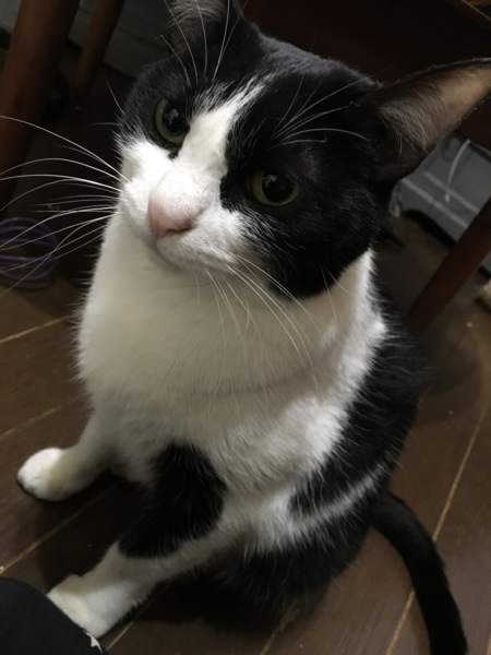 ハチワレツンデレ美熟女いとちゃん8歳 サムネイル4