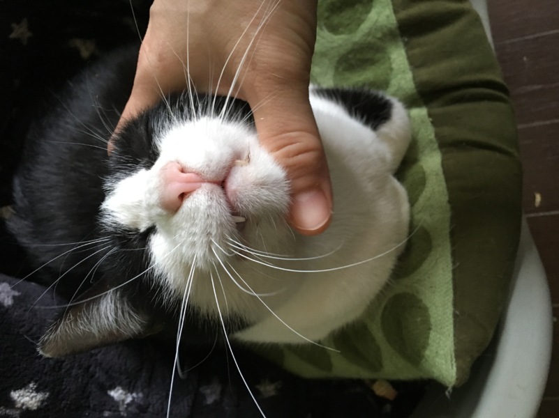 ハチワレツンデレ美熟女いとちゃん8歳 サムネイル5