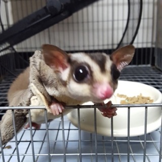 里親様決まりました！ご応募ありがとうございました！