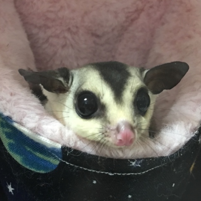 ヴィヴィ0425のカバー写真