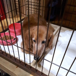 ちょっぴり太めのダックスくん