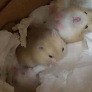 ジャンガリアンハムスターの里親さん募集