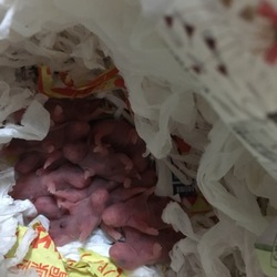 春の赤ちゃん祭り