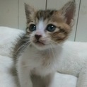 ありがとうございます。まみちゃん