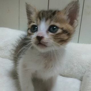 ありがとうございます。まみちゃん