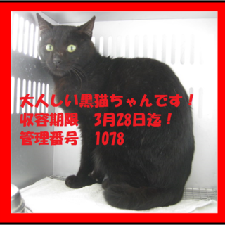 里親決定しました☆(*^-^*)