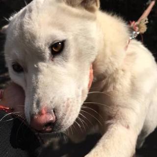 殺処分対象です