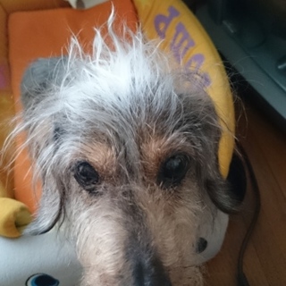 おっとりな女の子です事情により里親探しています